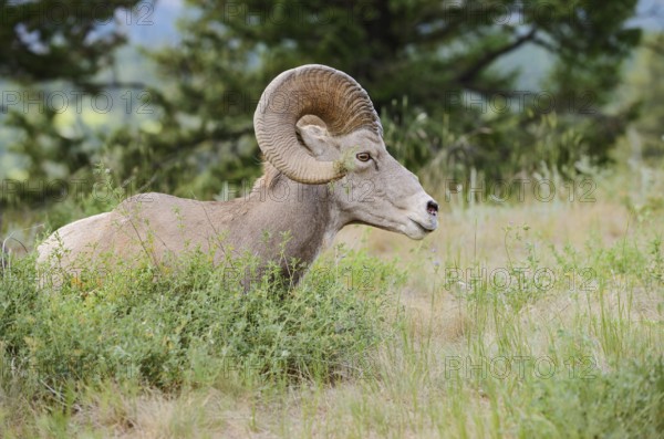 Rocky Mountains bighorn sheep (Ovis canadensis canadensis), ram, Banff National Park, Alberta,