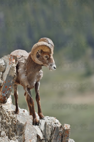 Rocky Mountains bighorn sheep (Ovis canadensis canadensis), ram standing on a rock, Jasper National