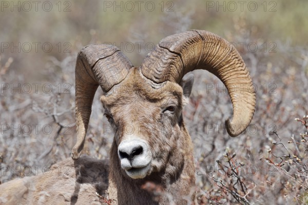 Rocky Mountains bighorn sheep (Ovis canadensis canadensis), ram, portrait, Jasper National Park,
