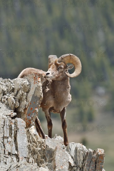 Rocky Mountains bighorn sheep (Ovis canadensis canadensis), ram standing on a rock, Jasper National