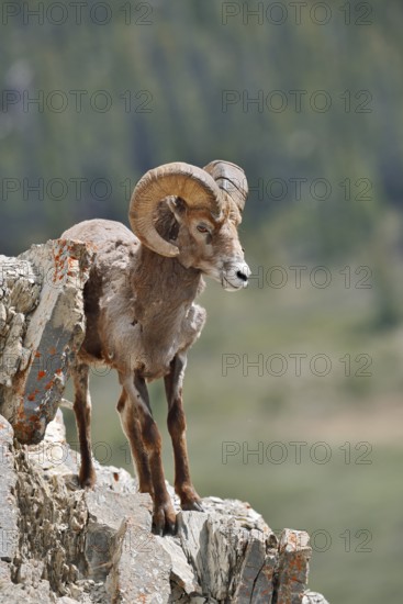 Rocky Mountains bighorn sheep (Ovis canadensis canadensis), ram standing on a rock, Jasper National