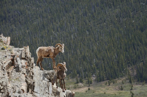 Rocky Mountains bighorn sheep (Ovis canadensis canadensis), rams standing on a rock, Jasper