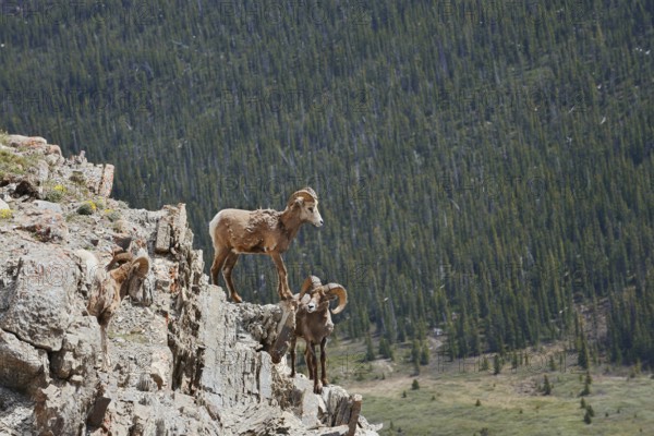 Rocky Mountains bighorn sheep (Ovis canadensis canadensis), rams standing on a rock, Jasper