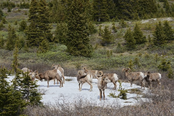 Rocky Mountains bighorn sheep (Ovis canadensis canadensis), rams standing on a snowfield in spring,