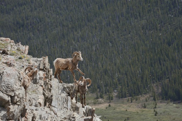 Rocky Mountains bighorn sheep (Ovis canadensis canadensis), rams standing on a rock, Jasper