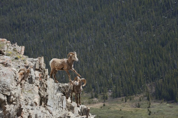Rocky Mountains bighorn sheep (Ovis canadensis canadensis), rams standing on a rock, Jasper