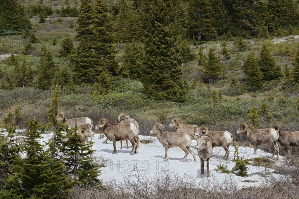Rocky Mountains bighorn sheep (Ovis canadensis canadensis), rams standing on a snowfield in spring,