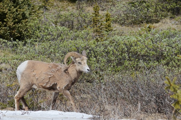 Rocky Mountains bighorn sheep (Ovis canadensis canadensis), ram, Jasper National Park, Alberta,