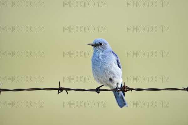 Mountain Bluebird (Sialia currucoides), male sitting on barbed wire fence, Waterton Lakes National