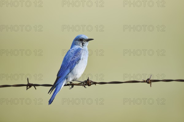 Mountain Bluebird (Sialia currucoides), male sitting on barbed wire fence, Waterton Lakes National