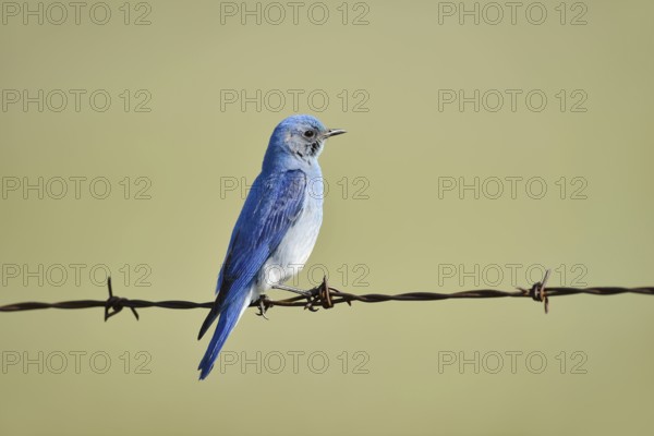 Mountain Bluebird (Sialia currucoides), male sitting on barbed wire fence, Waterton Lakes National