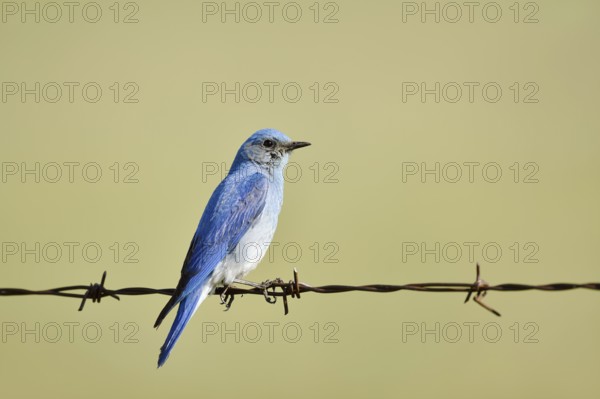 Mountain Bluebird (Sialia currucoides), male sitting on barbed wire fence, Waterton Lakes National