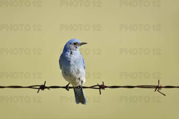 Mountain Bluebird (Sialia currucoides), male sitting on barbed wire fence, Waterton Lakes National