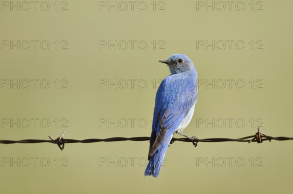 Mountain Bluebird (Sialia currucoides), male sitting on barbed wire fence, Waterton Lakes National