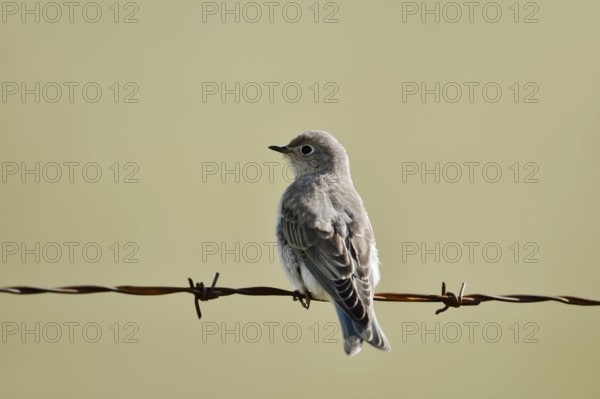Mountain Bluebird (Sialia currucoides), female sitting on barbed wire fence, Waterton Lakes