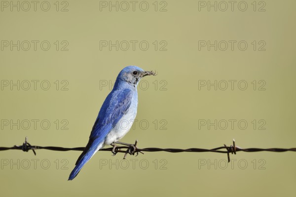 Mountain Bluebird (Sialia currucoides), male sitting on barbed wire fence, Waterton Lakes National