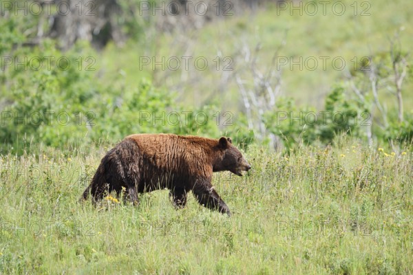American Black Bear (Ursus americanus), cinnamon-coloured morph, Waterton Lakes National Park,