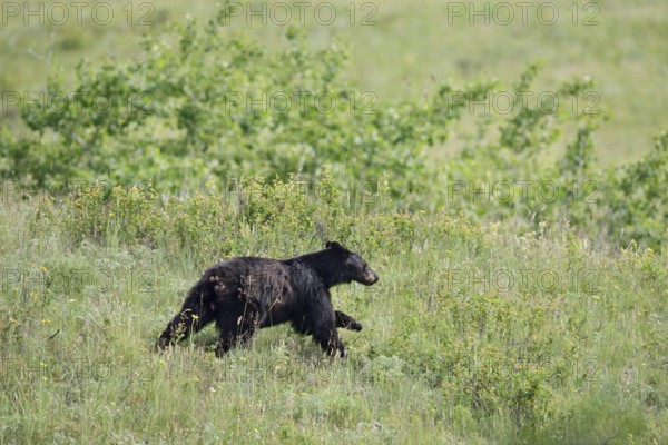 American Black Bear (Ursus americanus) running across a meadow, Waterton Lakes National Park,