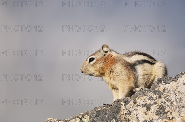 Golden mantle gopher (Callospermophilus lateralis, Spermophilus lateralis) sitting on a rock,