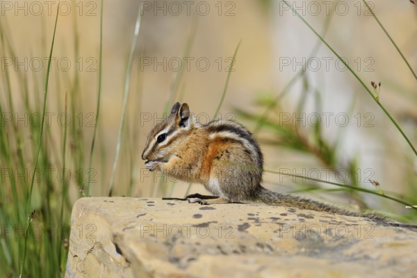 Least chipmunk (Tamias minimus) sitting on a rock and eating, Waterton Lakes National Park,