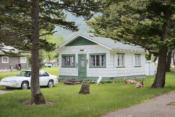 Mule deer or big-eared deer (Odocoileus hemionus), females lying in front of a house in the garden,