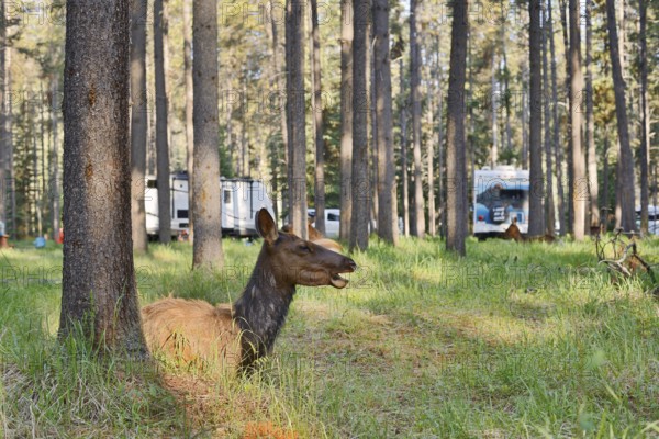Wapiti (Cervus canadensis), female lying in the forest on a campsite, Jasper National Park,