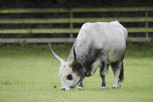 Hungarian Grey Cattle or Hungarian grey cattle (Bos primigenius f. taurus), bull in a meadow,
