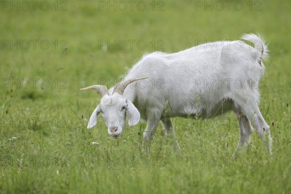 Cashmere goat (Capra aegagrus f. hircus), female stands feeding in a meadow, North