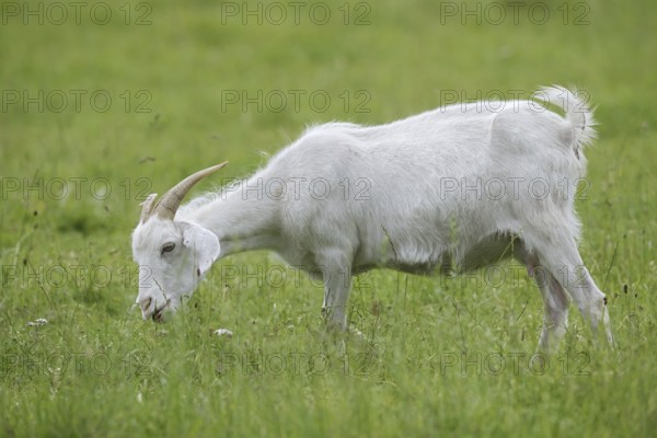 Cashmere goat (Capra aegagrus f. hircus), female stands feeding in a meadow, North