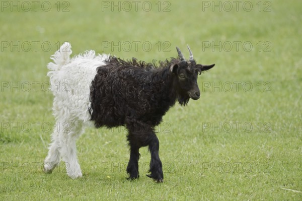 Valais black-necked goat or Vallesana goat (Capra aegagrus f. hircus), young animal, North
