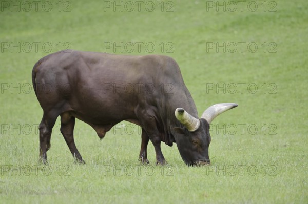 Watussi cattle or Ankole cattle (Bos primigenius f. taurus, Bos primigenius hahni), bull in a