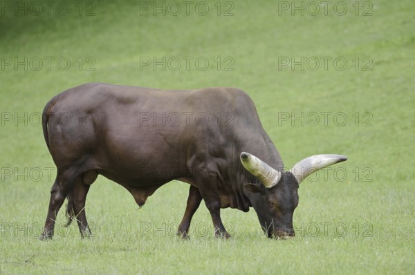 Watussi cattle or Ankole cattle (Bos primigenius f. taurus, Bos primigenius hahni), bull in a