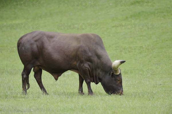 Watussi cattle or Ankole cattle (Bos primigenius f. taurus, Bos primigenius hahni), bull in a