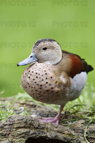 Red-shouldered duck (Callonetta leucophrys), male, North Rhine-Westphalia, Germany, captive