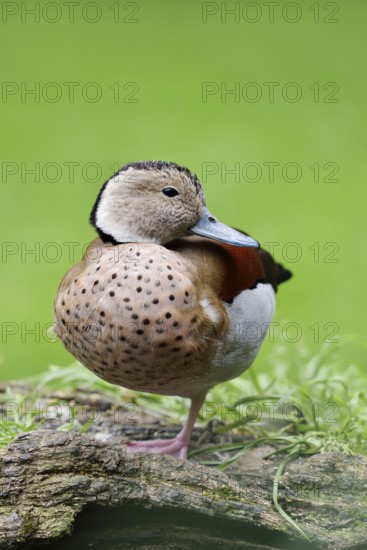 Red-shouldered duck (Callonetta leucophrys), male, North Rhine-Westphalia, Germany, captive