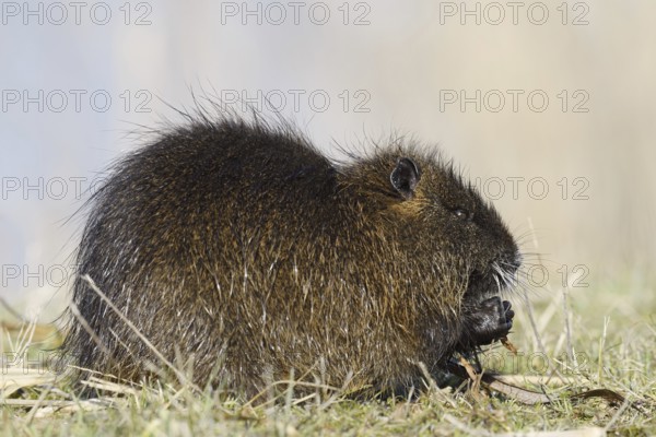 Nutria (Myocastor coypus) sits feeding on the lakeshore, neozoa in Germany, North Rhine-Westphalia,
