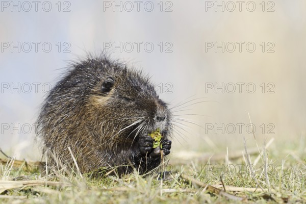 Nutria (Myocastor coypus) sits feeding on the lakeshore, neozoa in Germany, North Rhine-Westphalia,