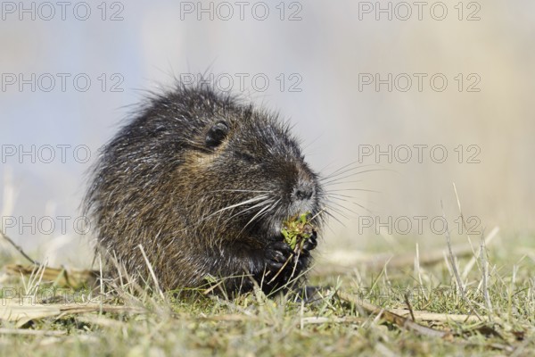 Nutria (Myocastor coypus) sits feeding on the lakeshore, neozoa in Germany, North Rhine-Westphalia,