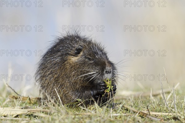 Nutria (Myocastor coypus) sits feeding on the lakeshore, neozoa in Germany, North Rhine-Westphalia,