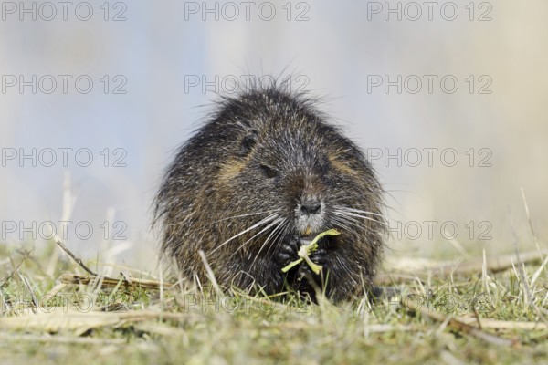 Nutria (Myocastor coypus) sits feeding on the lakeshore, neozoa in Germany, North Rhine-Westphalia,