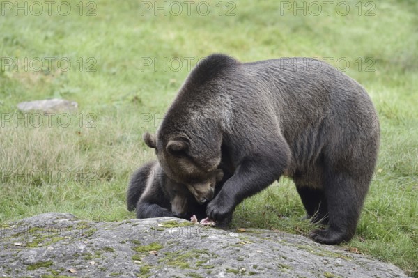European brown bear (Ursus arctos arctos), female with young, captive, Bavarian Forest, Bavaria,