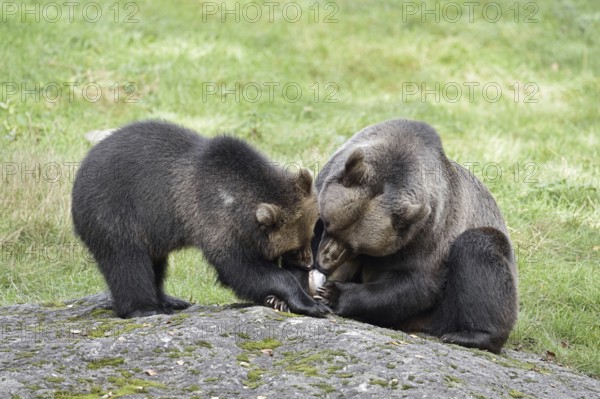 European brown bear (Ursus arctos arctos), female with young, captive, Bavarian Forest, Bavaria,