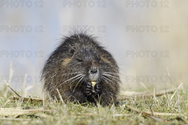 Nutria (Myocastor coypus) sits feeding on the lakeshore, neozoa in Germany, North Rhine-Westphalia,