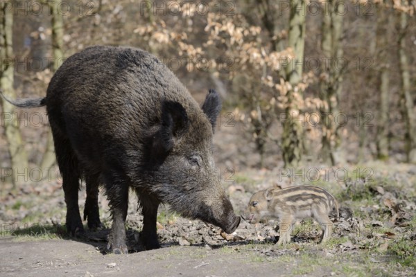 European wild boar (Sus scrofa scrofa), female and young boar, North Rhine-Westphalia, Germany