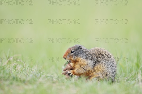 Columbia ground squirrel (Urocitellus columbianus, Spermophilus columbianus) feeding in a meadow,