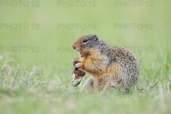 Columbia ground squirrel (Urocitellus columbianus, Spermophilus columbianus) feeding in a meadow,