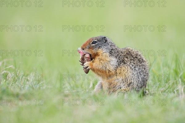Columbia ground squirrel (Urocitellus columbianus, Spermophilus columbianus) feeding in a meadow,