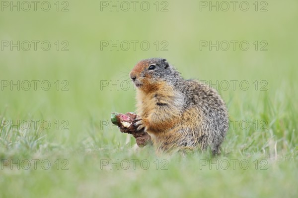 Columbia ground squirrel (Urocitellus columbianus, Spermophilus columbianus) feeding in a meadow,
