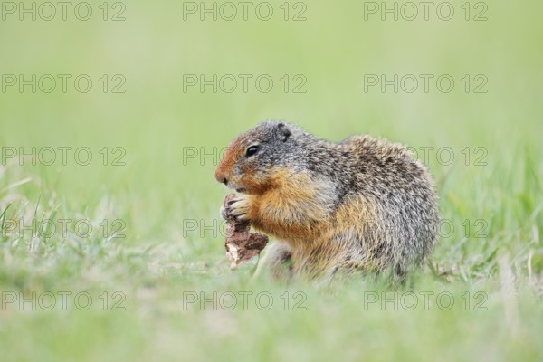 Columbia ground squirrel (Urocitellus columbianus, Spermophilus columbianus) feeding in a meadow,