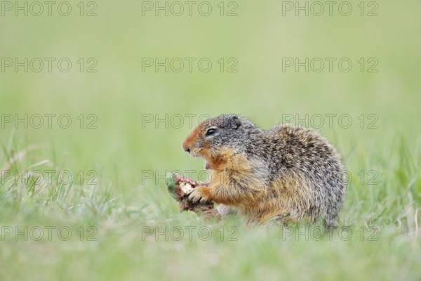 Columbia ground squirrel (Urocitellus columbianus, Spermophilus columbianus) feeding in a meadow,